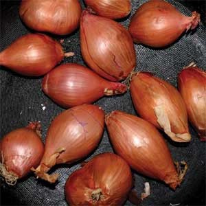 Image of Ty Segall - Fried Shallots