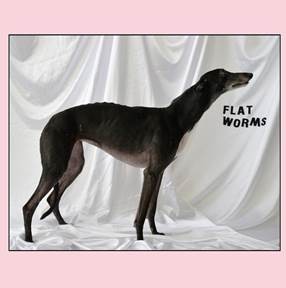 Flat Worms - Flat Worms