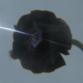 Image of Pablo's Eye - Dark Matter