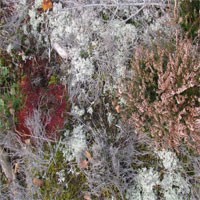 Image of Fursaxa - Mycorrhizae Realm