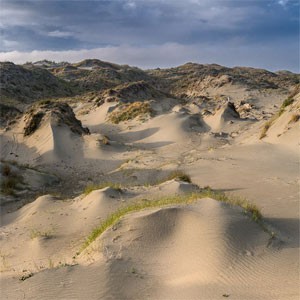 Image of White Manna - Dune Worship